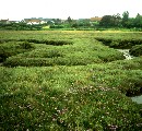 Landclaim Norton Marshes