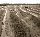 Mudflats